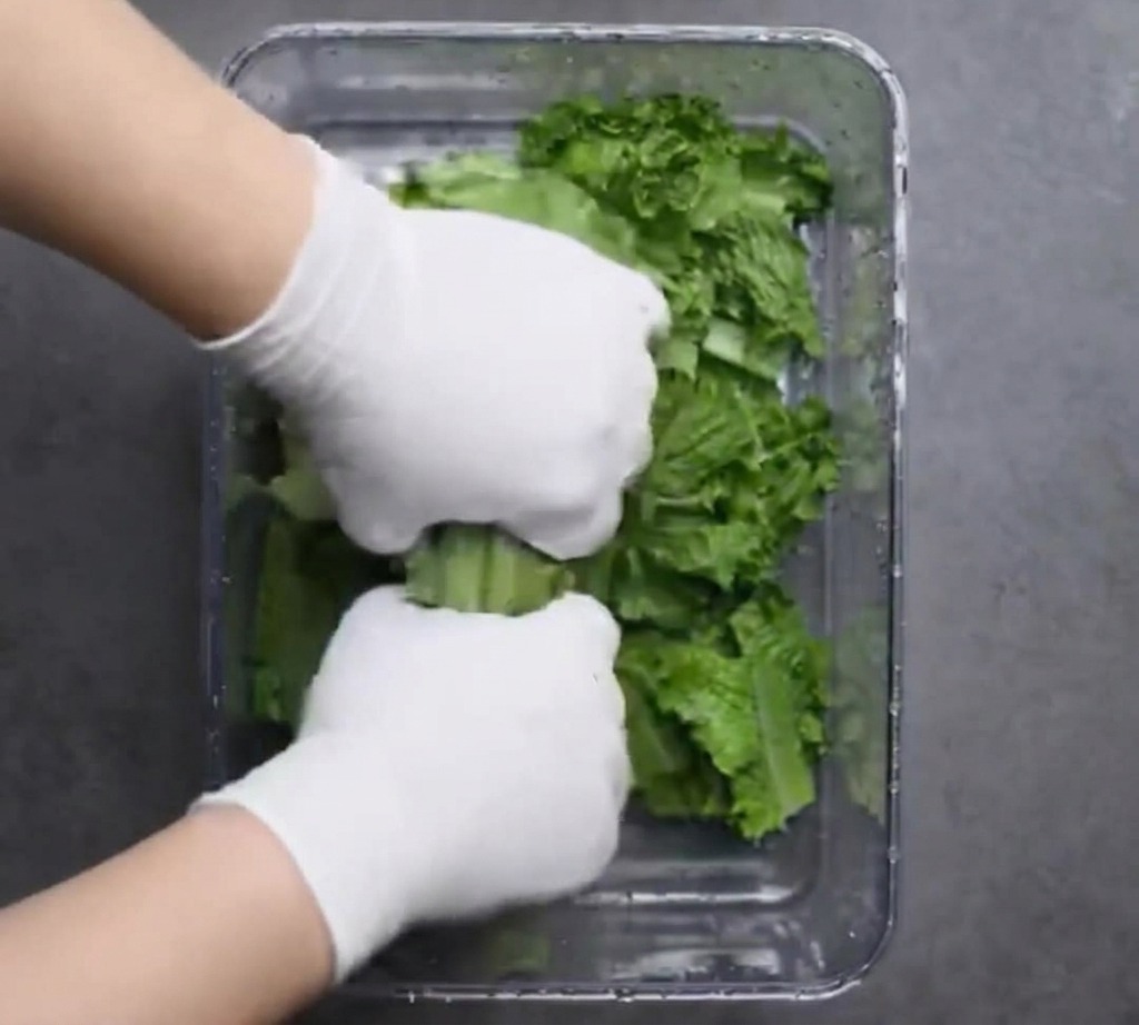 Gloved hands tearing fresh green lettuce leaves and placing them into a clear rectangular container.