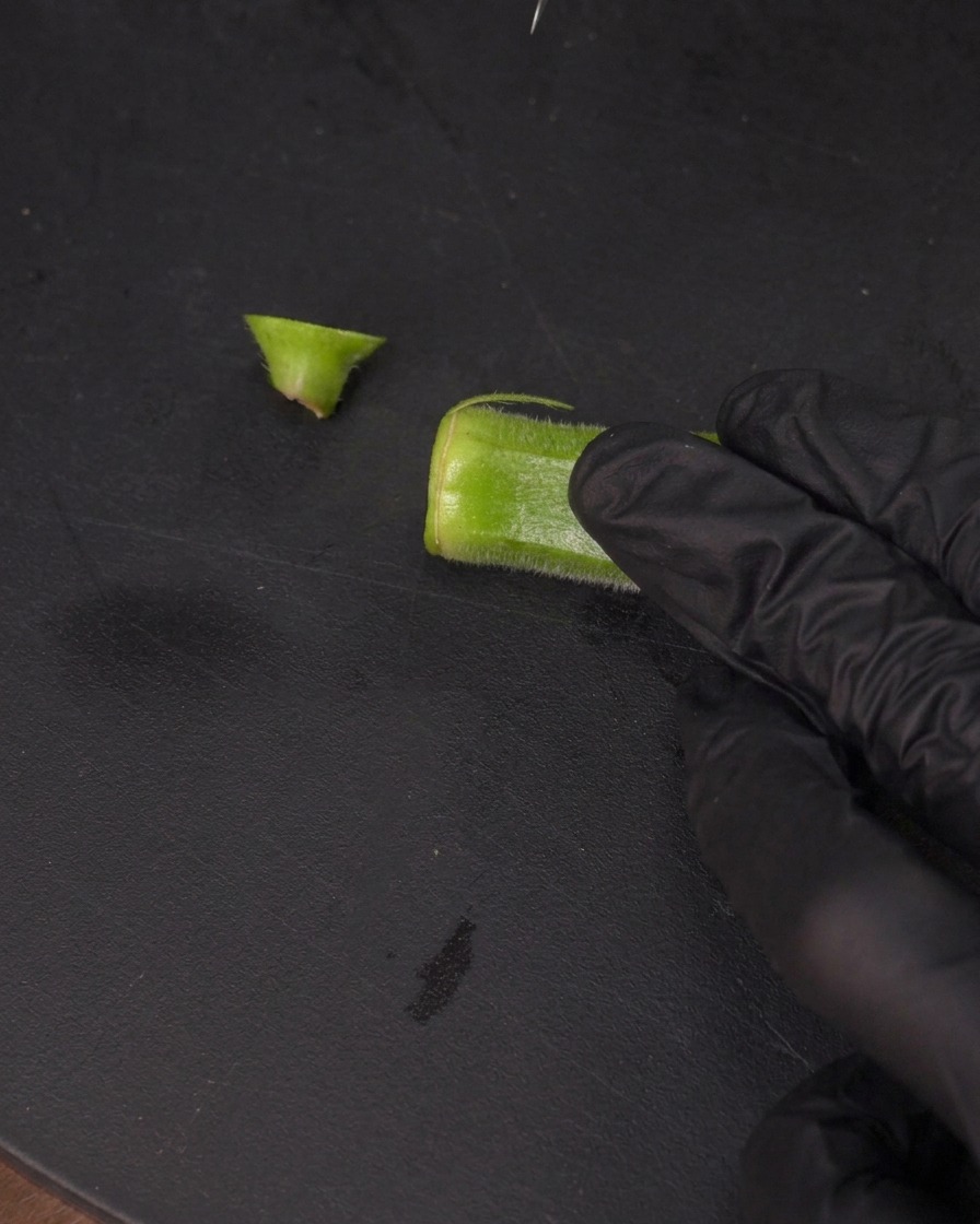 A gloved hand using a small knife to slice a thin strip along the length of an okra pod.