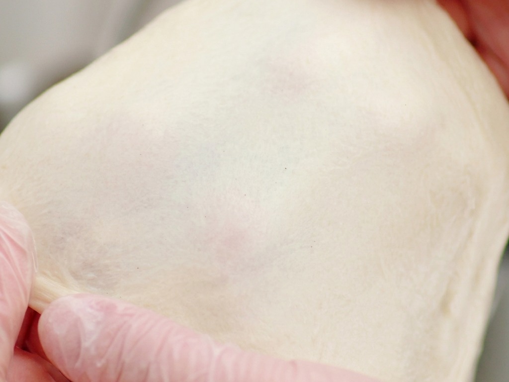 Two hands stretching a piece of pale pizza dough into a thin nearly transparent membrane.