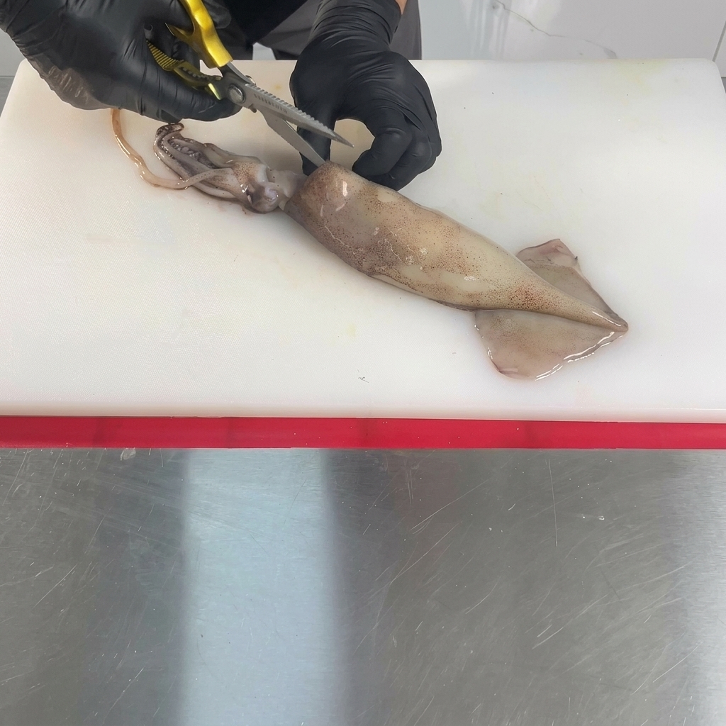 A whole raw squid lying on a white cutting board is being cut open down the middle with kitchen shears held by gloved hands.