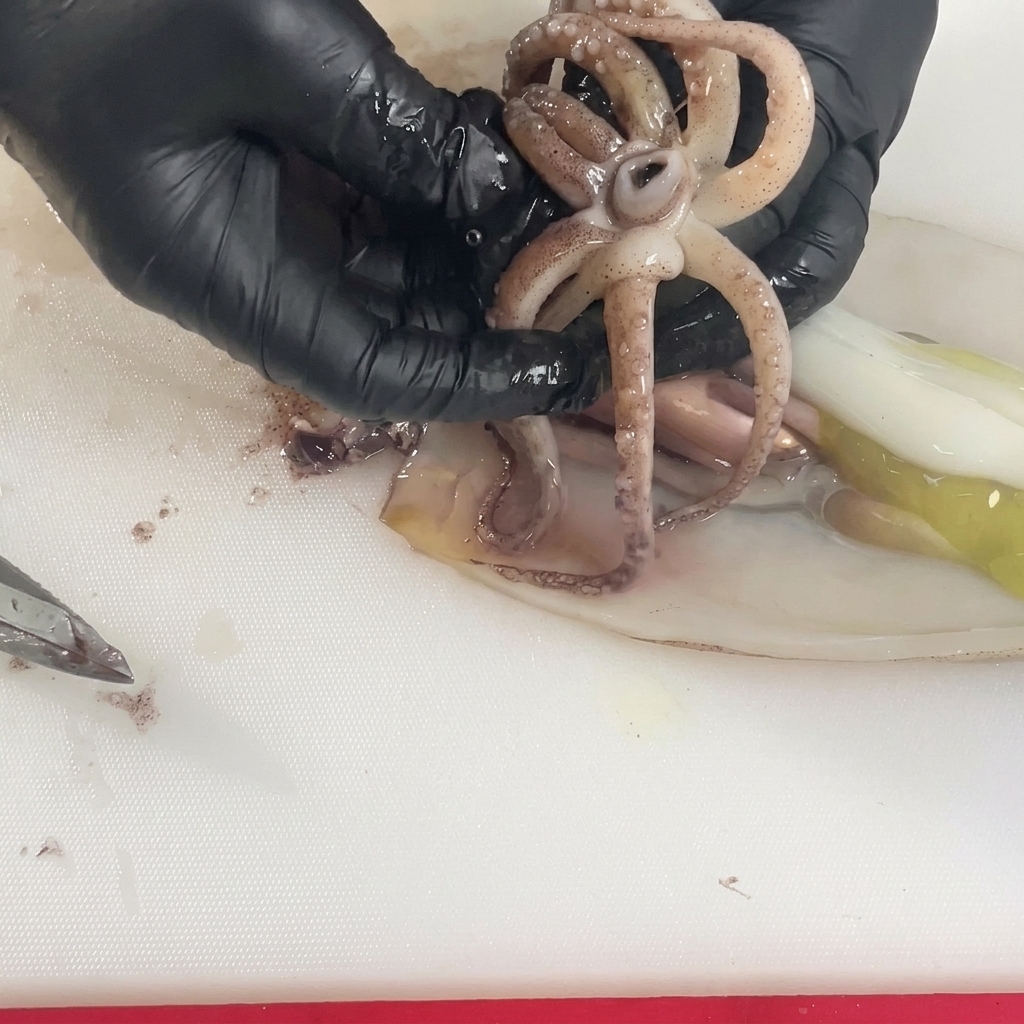 Gloved hands separating the tentacles of a raw squid to remove the hard mouth piece from the center.