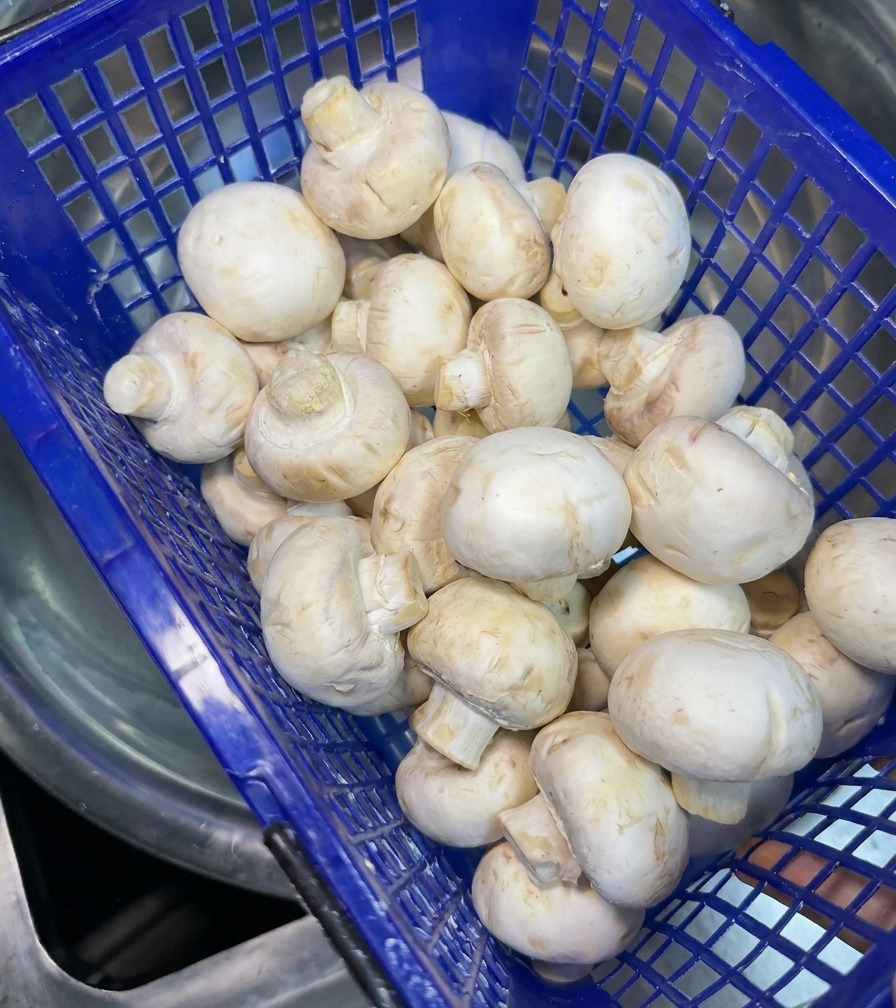 A blue plastic basket filled with fresh, whole white button mushrooms being prepared for washing.