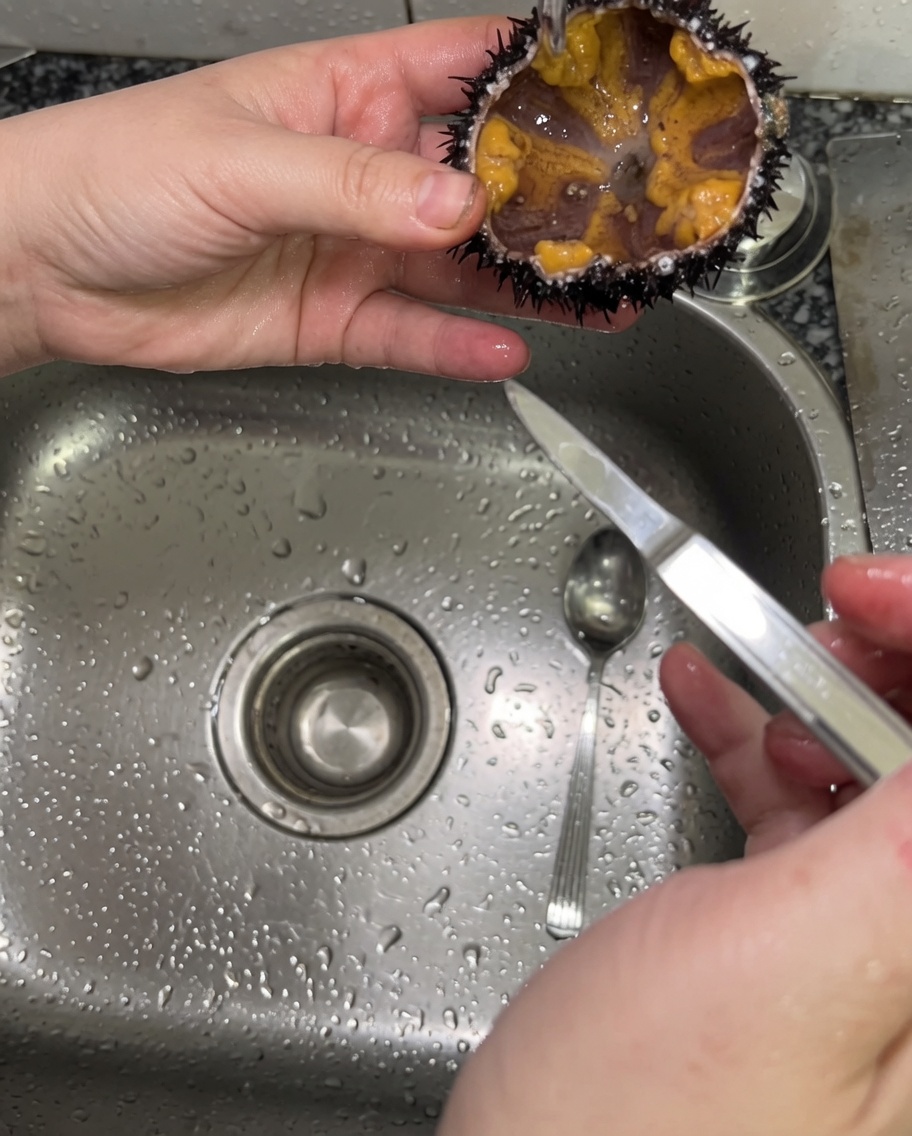 A stream of clean tap water gently washing into a split sea urchin shell to clean the contents.