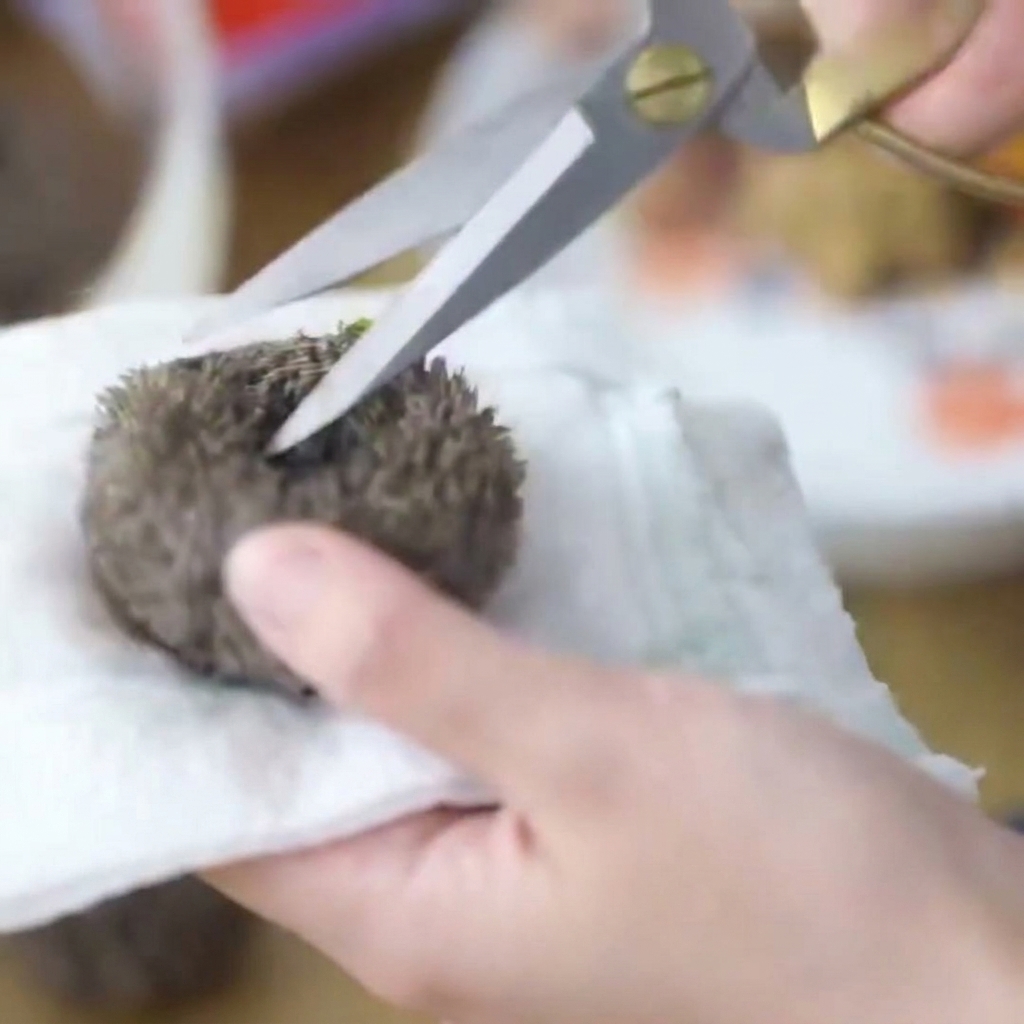 A close-up of a hand using scissors to remove the mouth section from a whole fresh sea urchin.