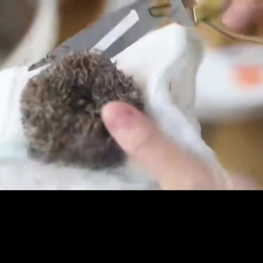 Scissors cutting a circular opening into the shell of a sea urchin to reveal the interior.