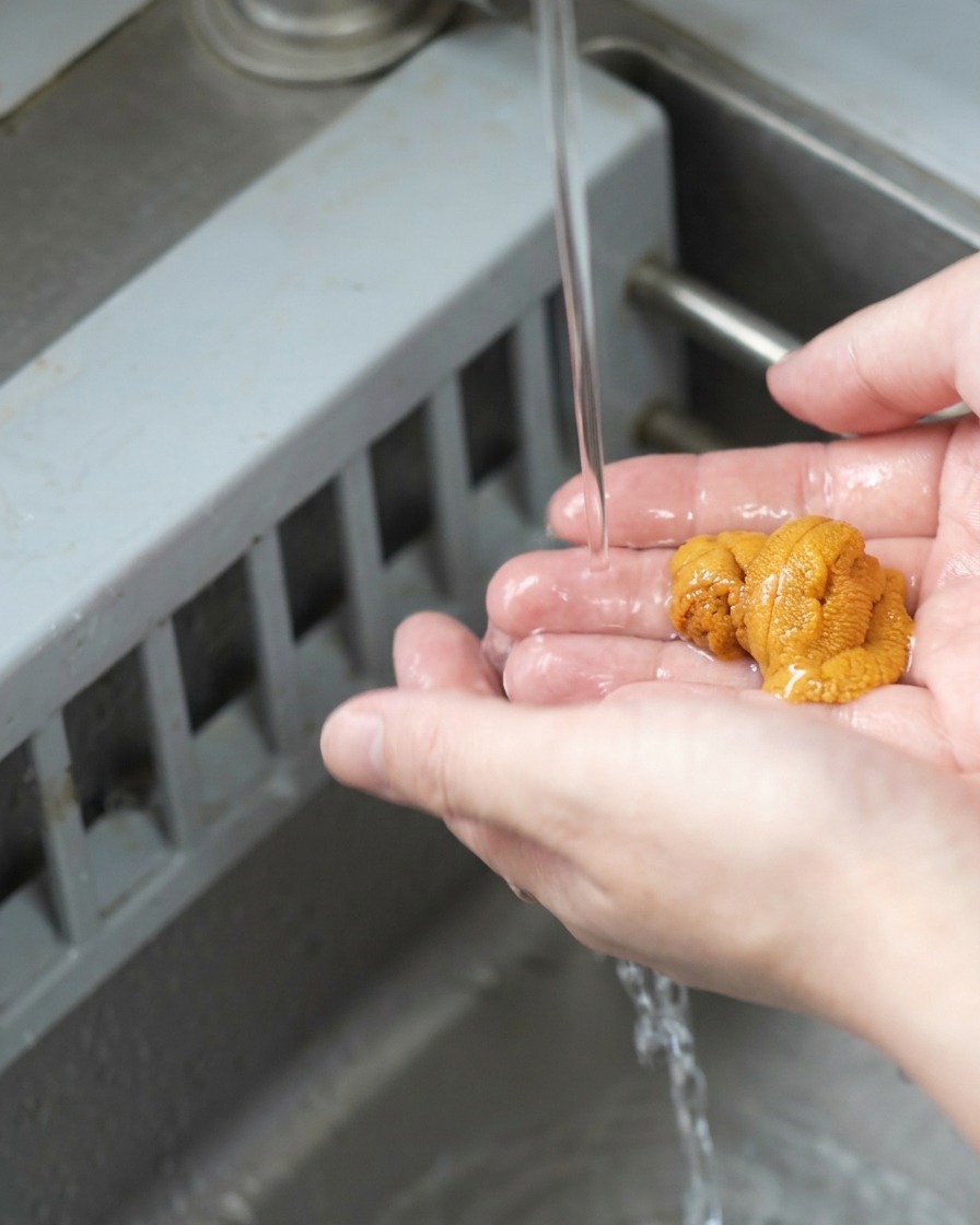 Sea urchin roe being carefully rinsed in a hand under a gentle stream of running water.