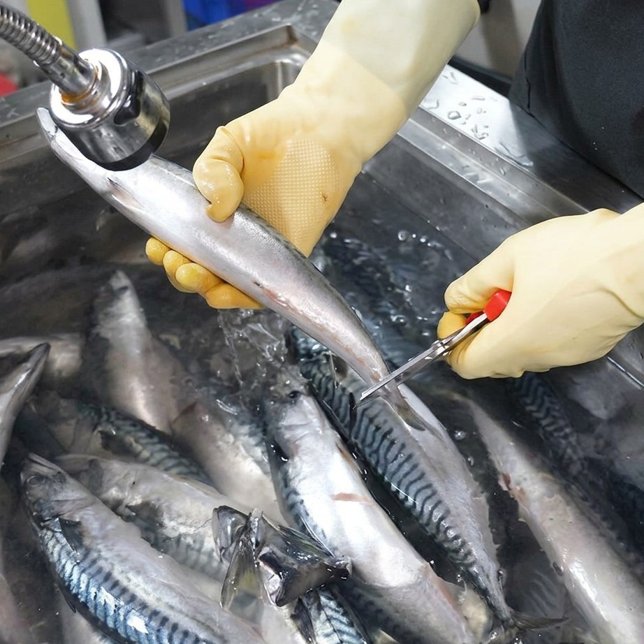 A close-up view of a pair of scissors trimming the tail fin of a whole mackerel under running water.