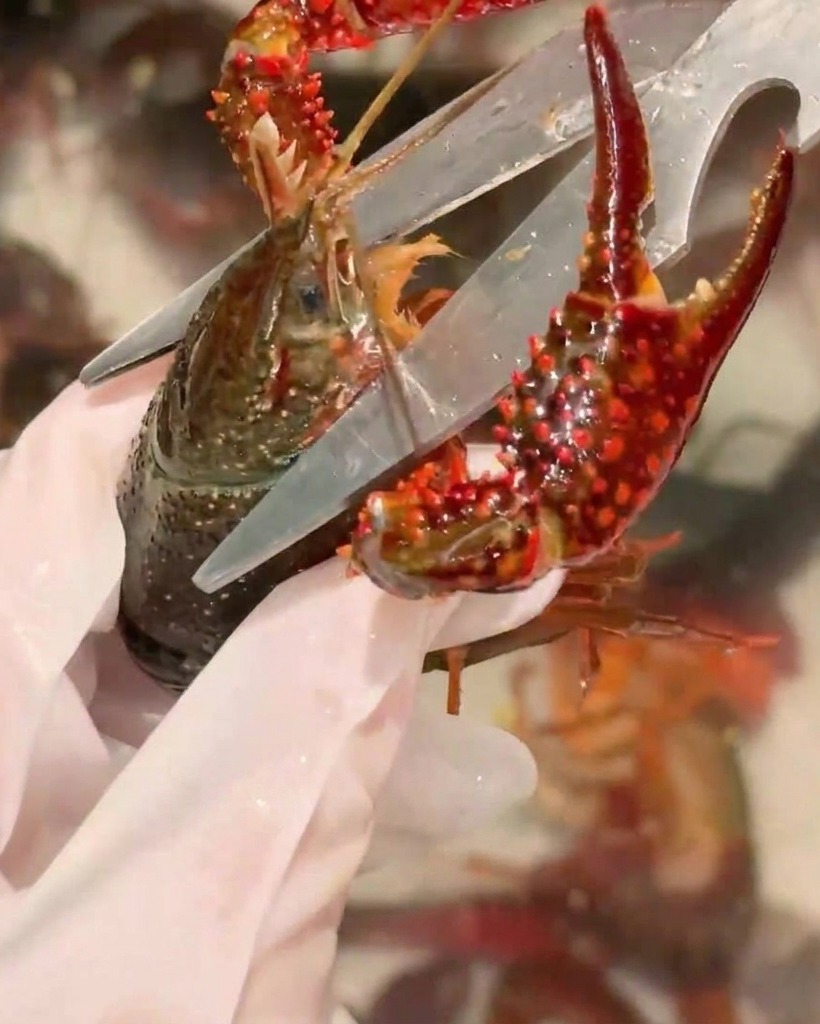 A close-up view of kitchen shears being used to trim the head of a crayfish.