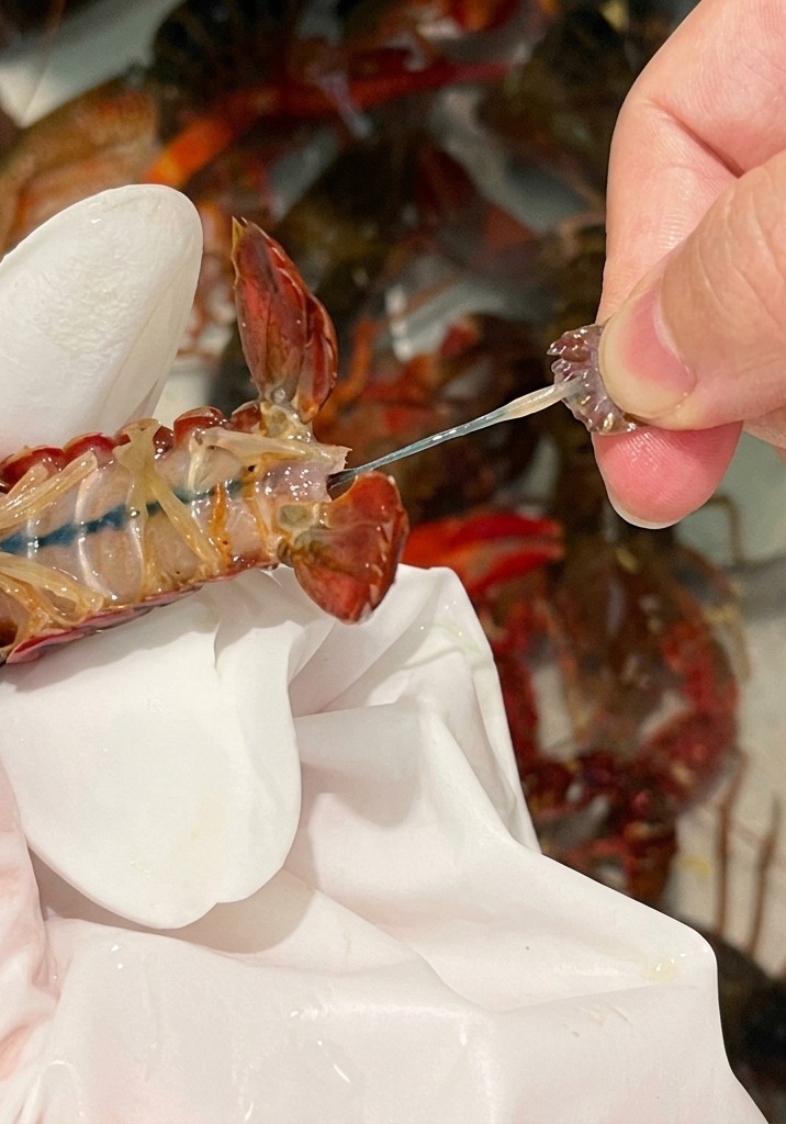 The intestinal tract being removed from the tail of a crayfish.