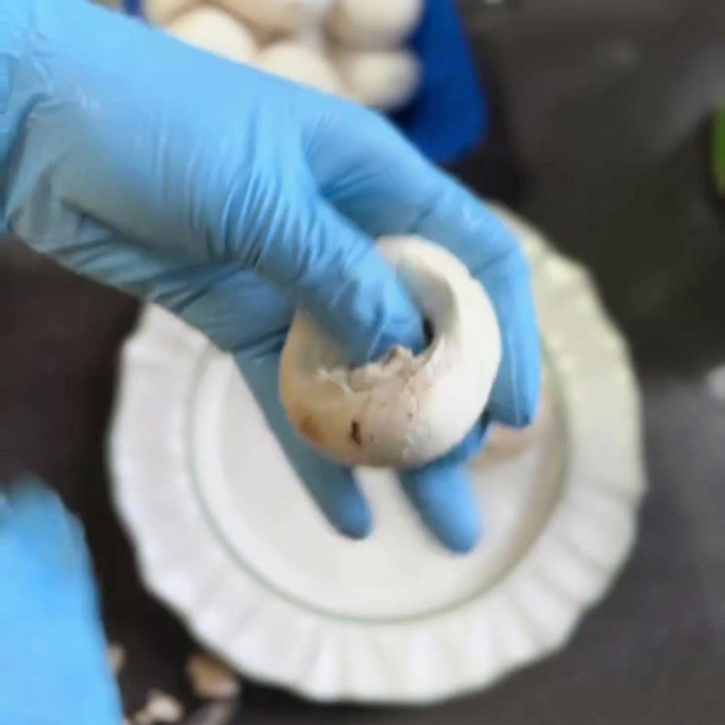 A hand wearing a blue glove twisting the stem off a white button mushroom.