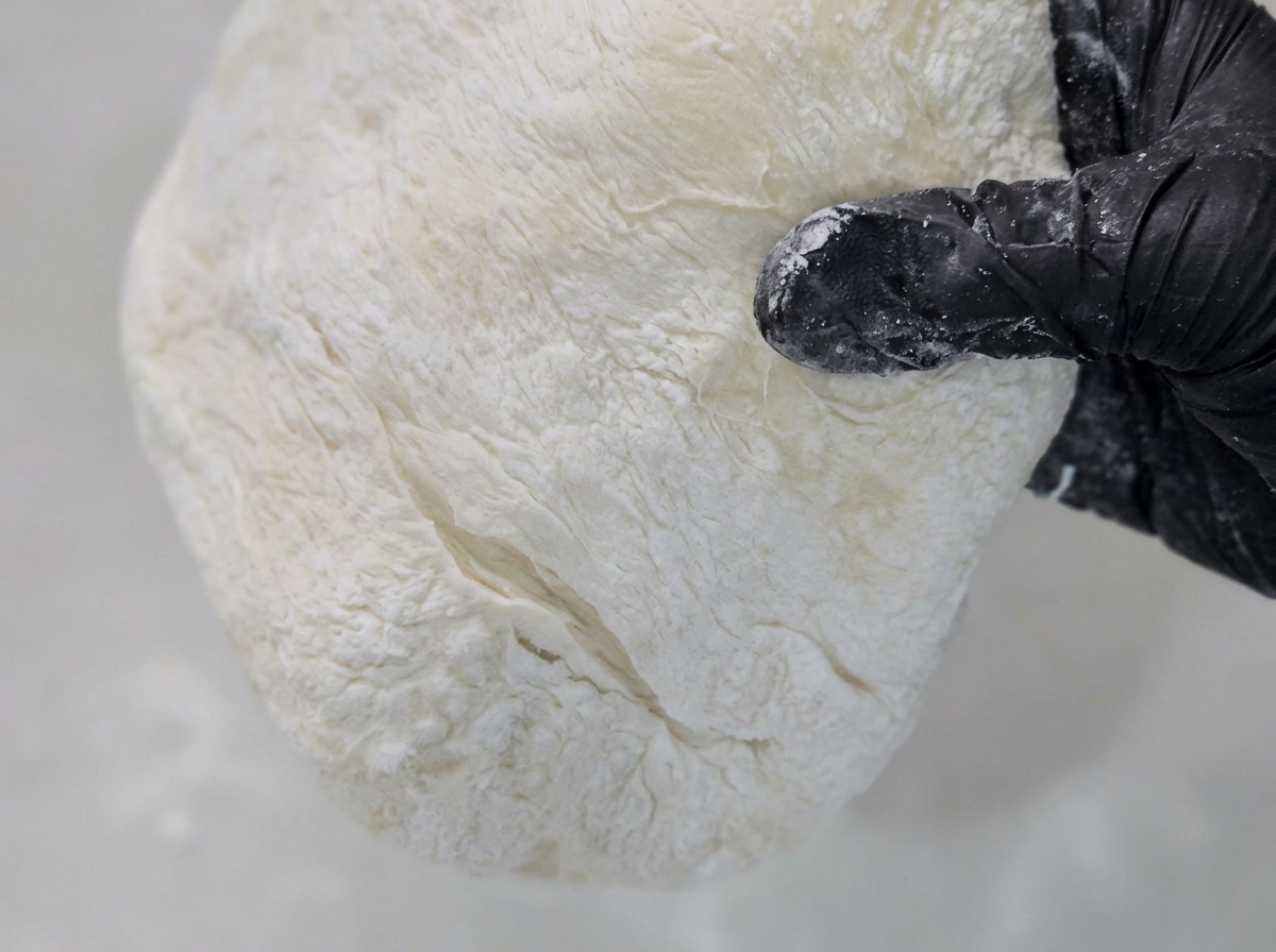 Pizza dough being flattened and stretched on a surface dusted with cornmeal.