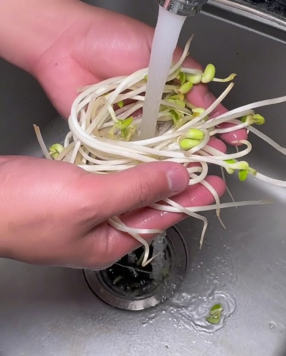 Fresh raw soybean sprouts being held under a stream of clear running water.