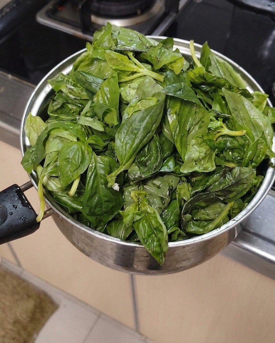 Fresh and clean basil leaves gathered together in a metal pot.